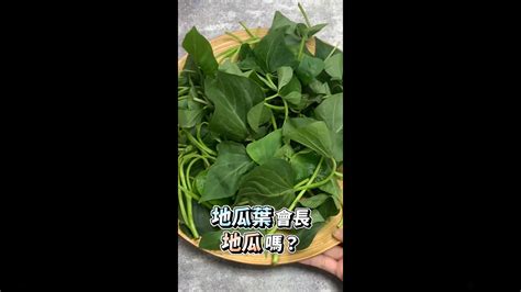 芭蕉品種|臺灣香蕉圖鑑(農業E報